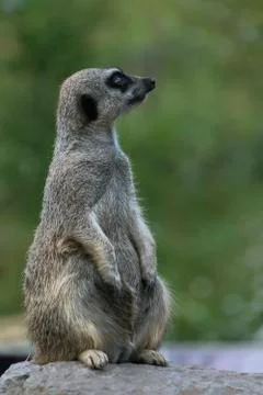 Meerkat in captivity - on guard Stock Photos