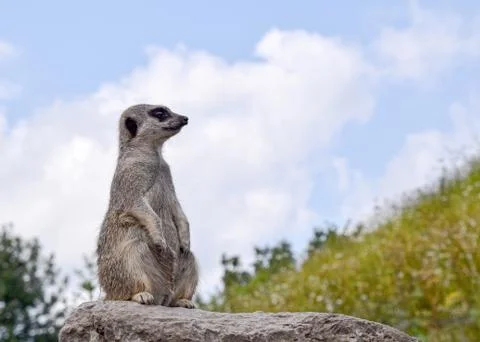 Meerkat in captivity - on guard Stock Photos