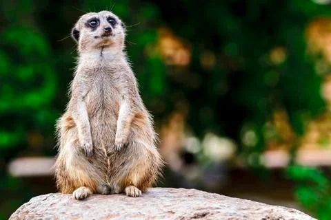 Meerkat in captivity - on guard Stock Photos