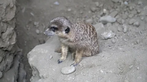 A meerkat cleaning itself Stock Footage 80064408