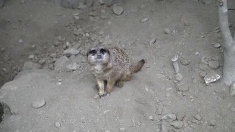 A meerkat cleaning itself Stock Footage 80069307