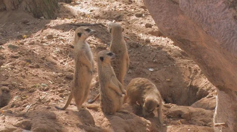 Meerkat Clip 2 Видео 1117946