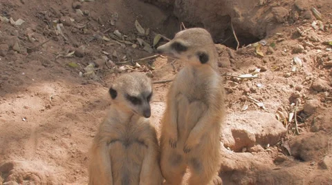 Meerkat Clip 4 Stock Footage 1117898