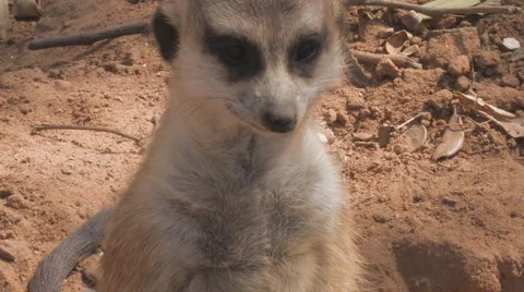 Meerkat Clip 8 Stock Footage 1117815