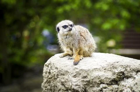 Meerkat Close Up 1 Stock Photos