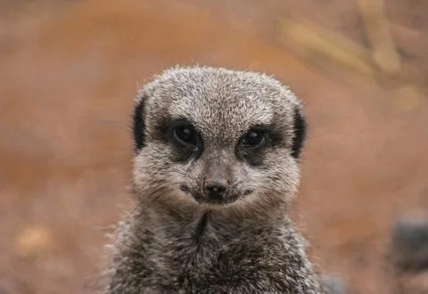 Meerkat Close Up 2 Stock Photos