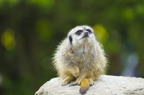 Meerkat Close Up 3 Stock Photos