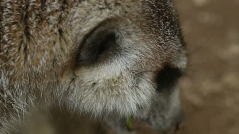 Meerkat Close-Up Eating Video stock 93555904