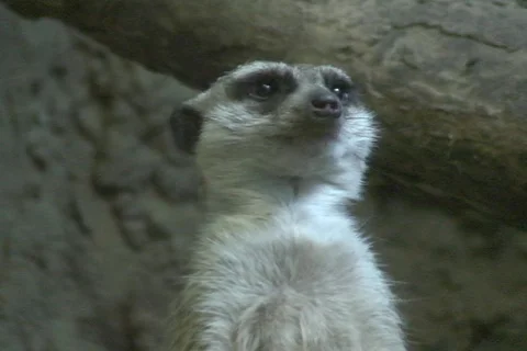 Meerkat Close up Stock Footage 330114