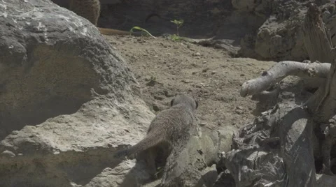 Meerkat close up Stock Footage 66078058