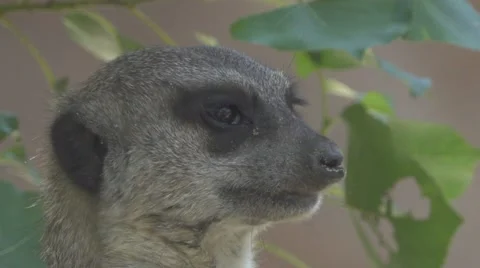 Meerkat close up Stock Footage 66085635