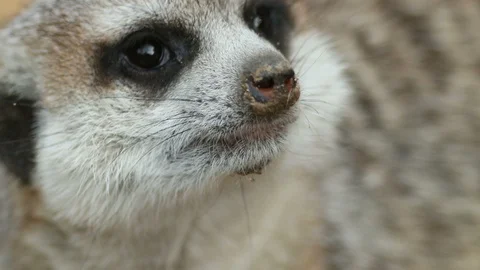 Meerkat Close-Up Stock Footage 93555739