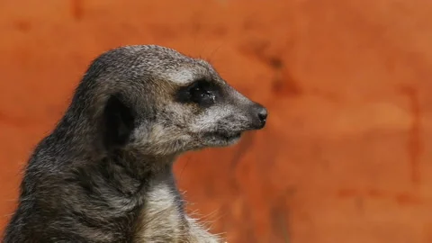 Meerkat close up Stock Footage 132470755