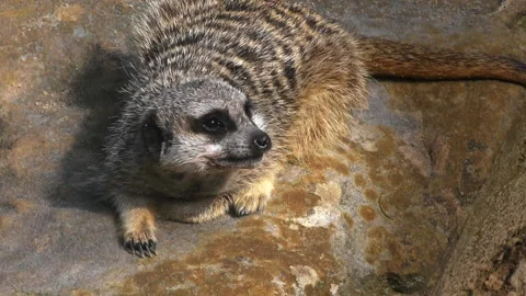 Meerkat close up Stock Footage 132470952