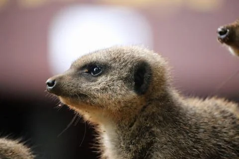 Meerkat in close up Stock Photos