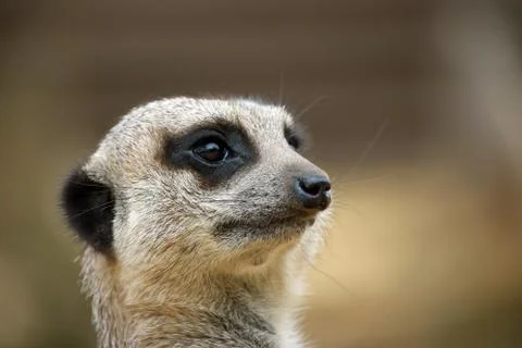 Meerkat in close up Stock Photos