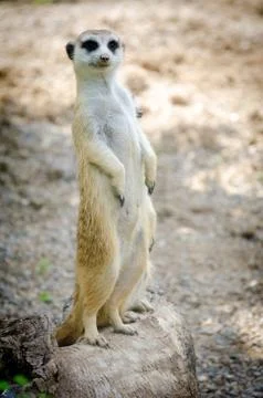 Meerkat close up. Foto stock