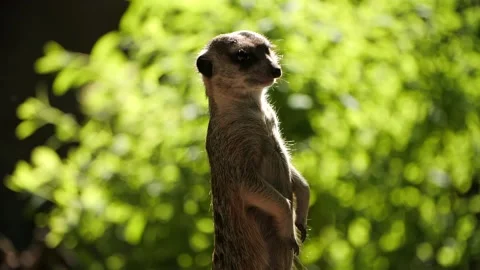 Meerkat close up shot at sunset Stock Footage 194437568