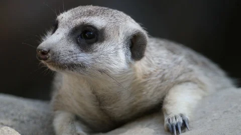 Meerkat Close Up Slow Motion Stock Footage 97982608