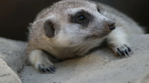 Meerkat Close Up Slow Motion Stock Footage 97985336