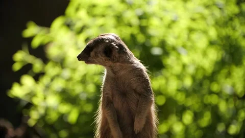Meerkat close up in slow motion Stockbeeldmateriaal 194437600