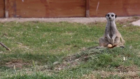 Meerkat on concentration Stock Footage 70295167