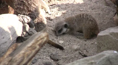 Meerkat cub playing and scratching in the sand Stock Footage 28481485