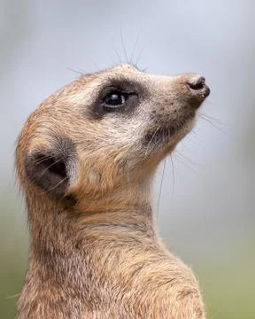 Meerkat Cuda Stock Photos