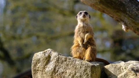 Meerkat curious cute Video stock 270089185