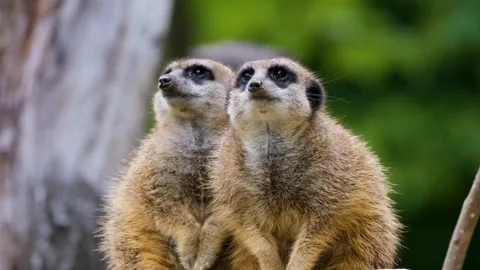 Meerkat curious Stock-Footage 270089226