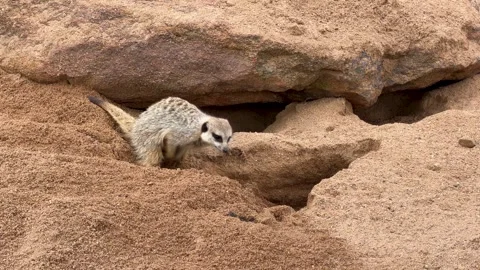 Meerkat Digging a Burrow in Red Sand Near Rock Formations 動画素材 341835729
