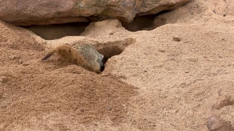 Meerkat Digging a Burrow in Red Sand and Rocks 動画素材 341842812