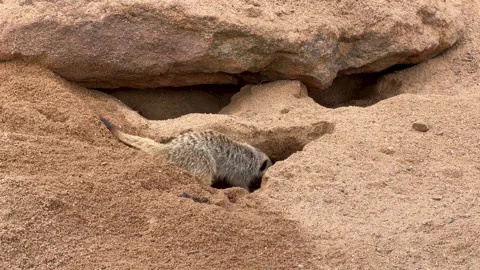 Meerkat Digging a Burrow in Sandy Soil at a Zoo Vidéo 340378924