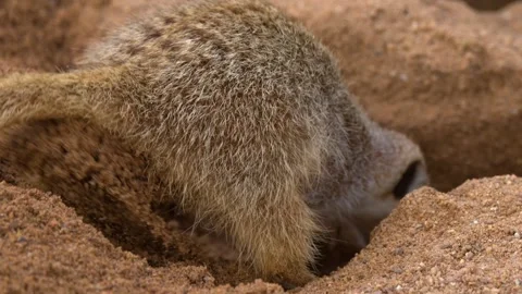 Meerkat Digging a Burrow in Sandy Soil at Dubbo Zoo Stock Footage 341301540