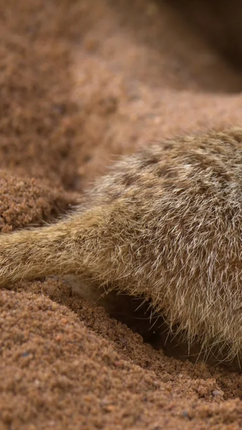 Meerkat Digging a Burrow in Sandy Soil at Dubbo Zoo 動画素材 341395733