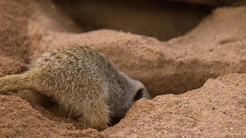 Meerkat Digging a Burrow in Sandy Soil 動画素材 341473151
