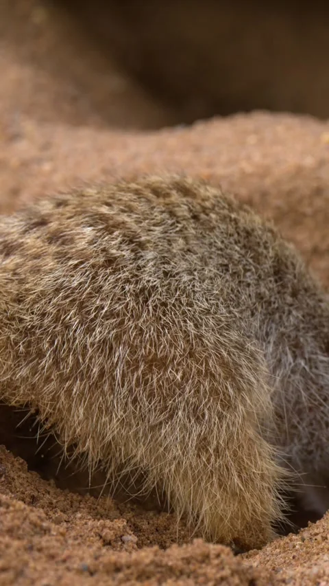 Meerkat Digging a Burrow in Sandy Soil 動画素材 341854387
