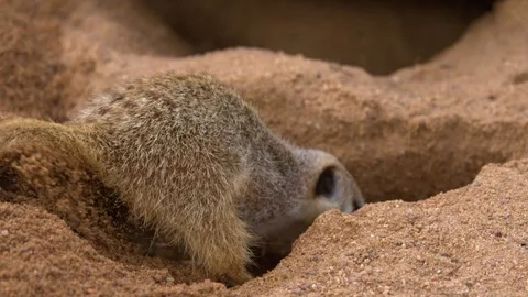 Meerkat Digging a Burrow in Sandy Soil at Dubbo Zoo Vídeo Stock 341909943