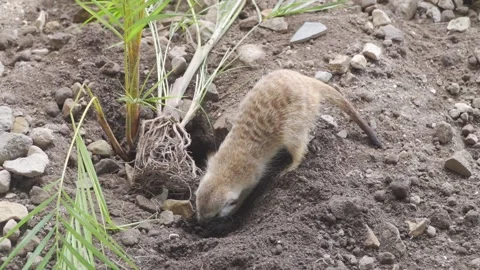 A meerkat digging in the dirt Stock Footage 236665642