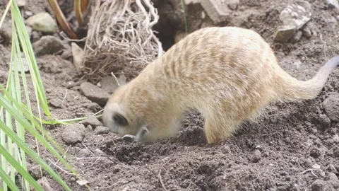 A meerkat digging in the dirt at park Stock Footage 236665537