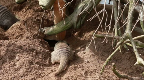 Meerkat digging Stock Footage 40546155