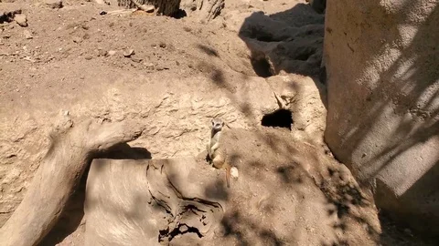 Meerkat Digging Stock Footage 111169817