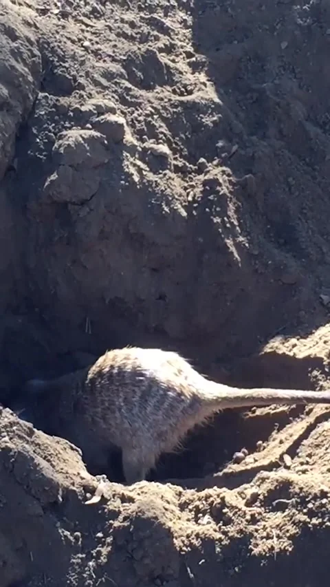 Meerkat digging hole in dirt. Stock Footage 165065772