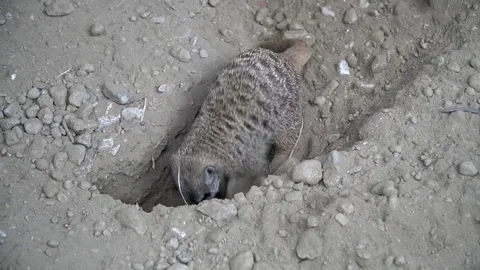 A meerkat digging a hole in the ground Stock Footage 80065761