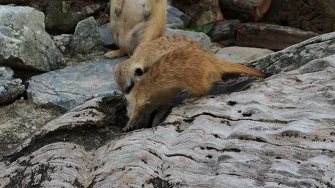 Meerkat digging hole or burrow of wooden log to find some food Stock Footage 88244175