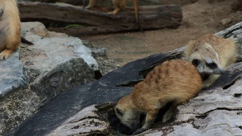 Meerkat digging hole or burrow of wooden log to find some food Stock Footage 88244414
