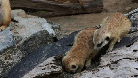 Meerkat digging hole or burrow of wooden log to find some food Stock Footage 88244785