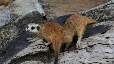 Meerkat digging hole or burrow of wooden log to find some food and playing Stock Footage 89032053