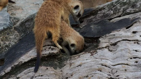 Meerkat digging hole or burrow of wooden log to find some food and playing Stock Footage 89034086