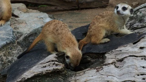 Meerkat digging hole or burrow of wooden log to find some food Stock Footage 89036667